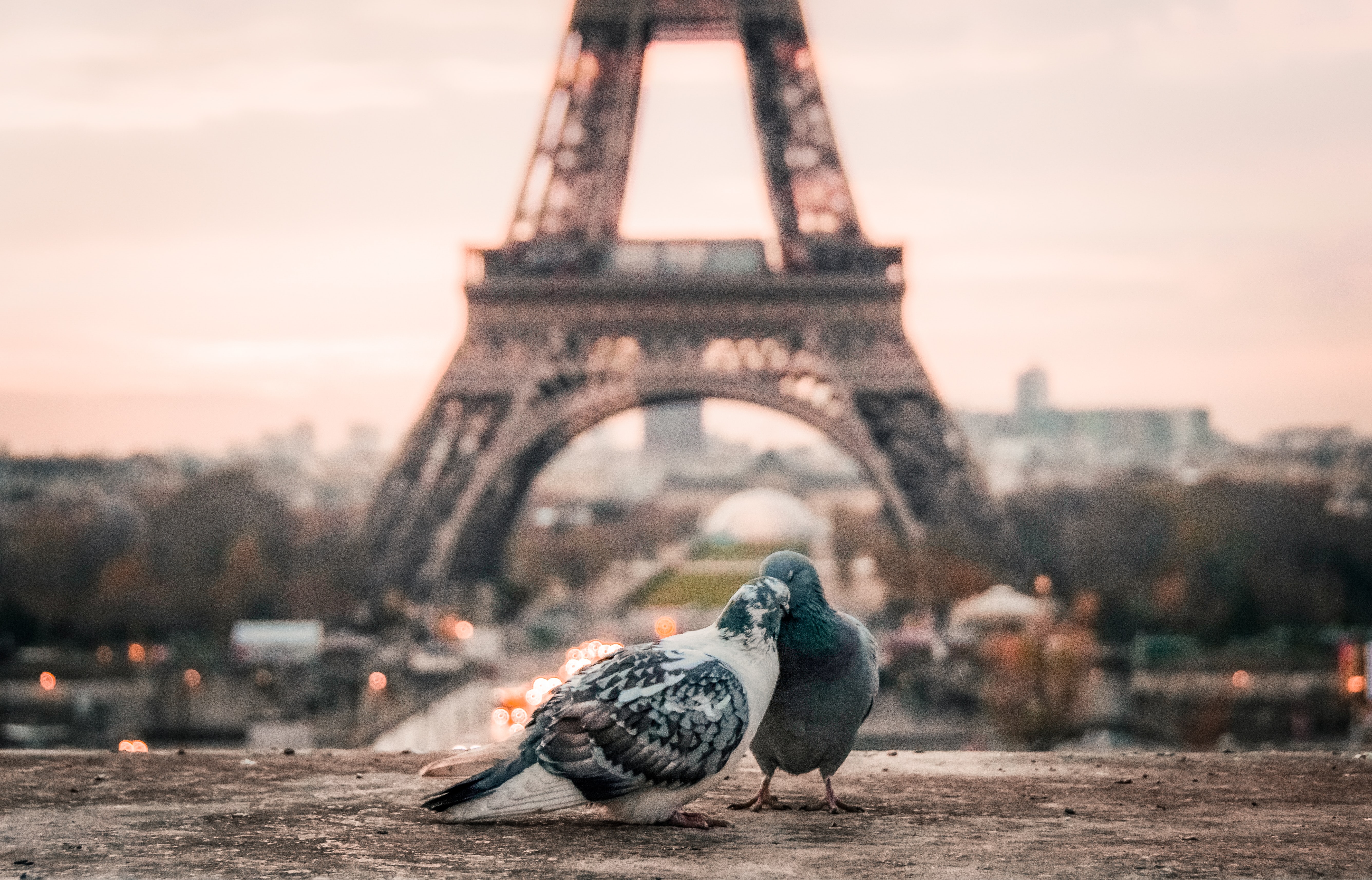 France Paris Pidgeons