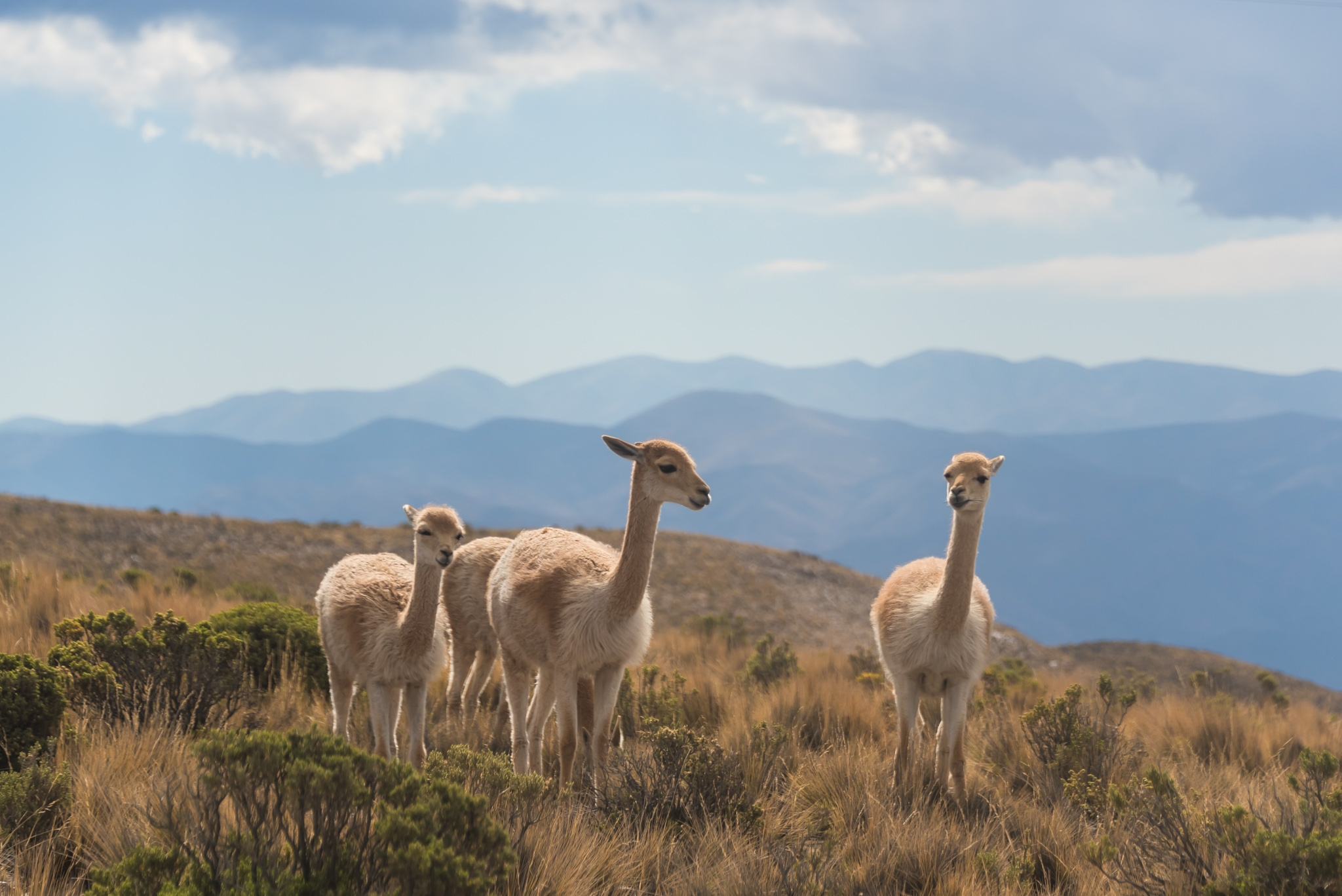 Llamas in Argentina