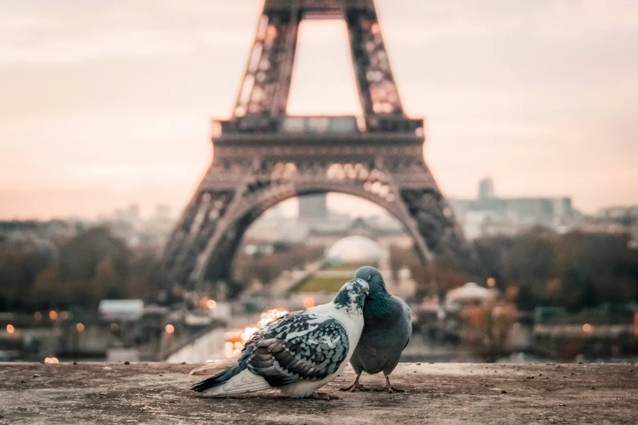 Das Bild zeigt Tauben vor dem Eifelturm in Paris