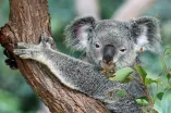 Australia Koala