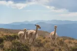 Llamas in Argentina