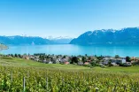 The Swiss side of Lake Geneva being visible behind vineyards and a small town 