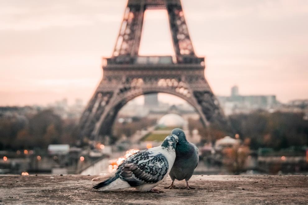 France Paris Pidgeons