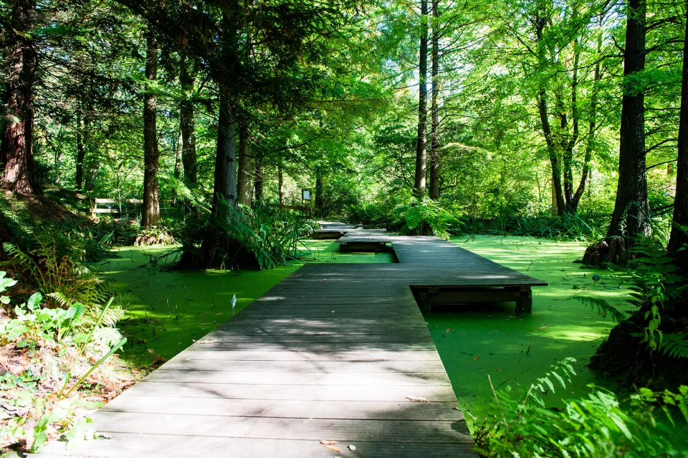 Bonatischer Garten