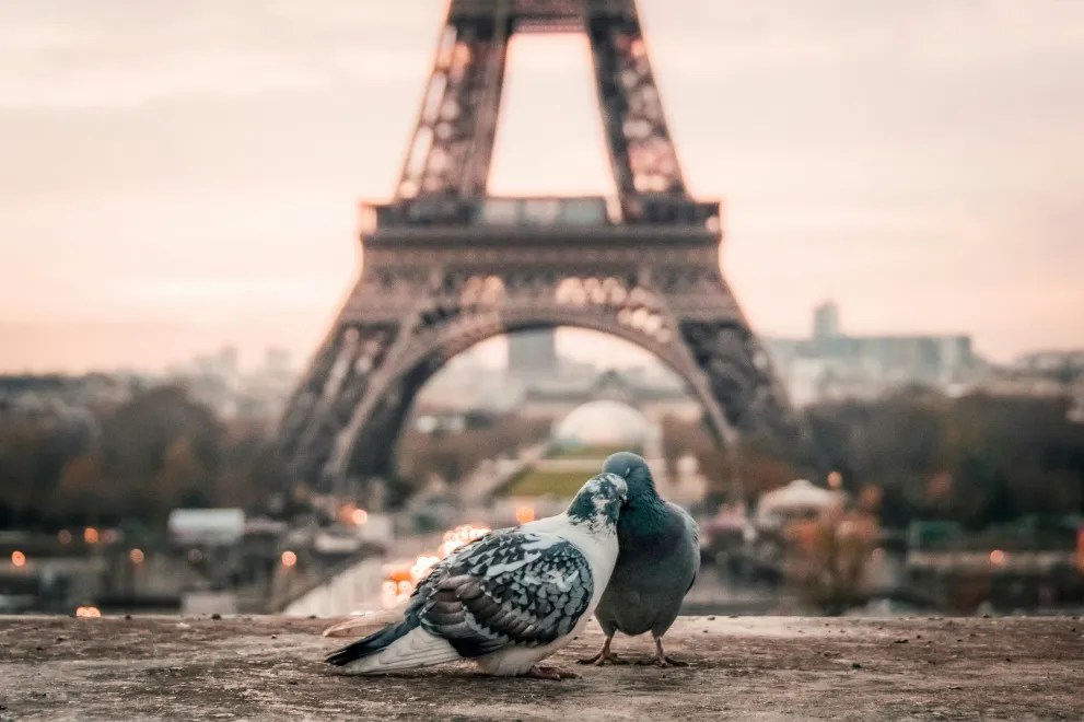 Das Bild zeigt Tauben vor dem Eifelturm in Paris