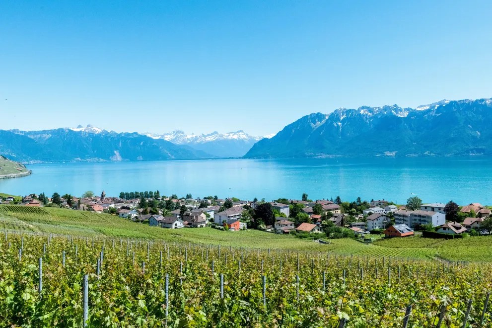The Swiss side of Lake Geneva being visible behind vineyards and a small town 